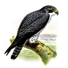 Thumbnail Bird Lithographs jpg.zip