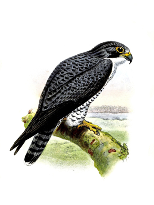 Product picture Bird Lithographs jpg.zip